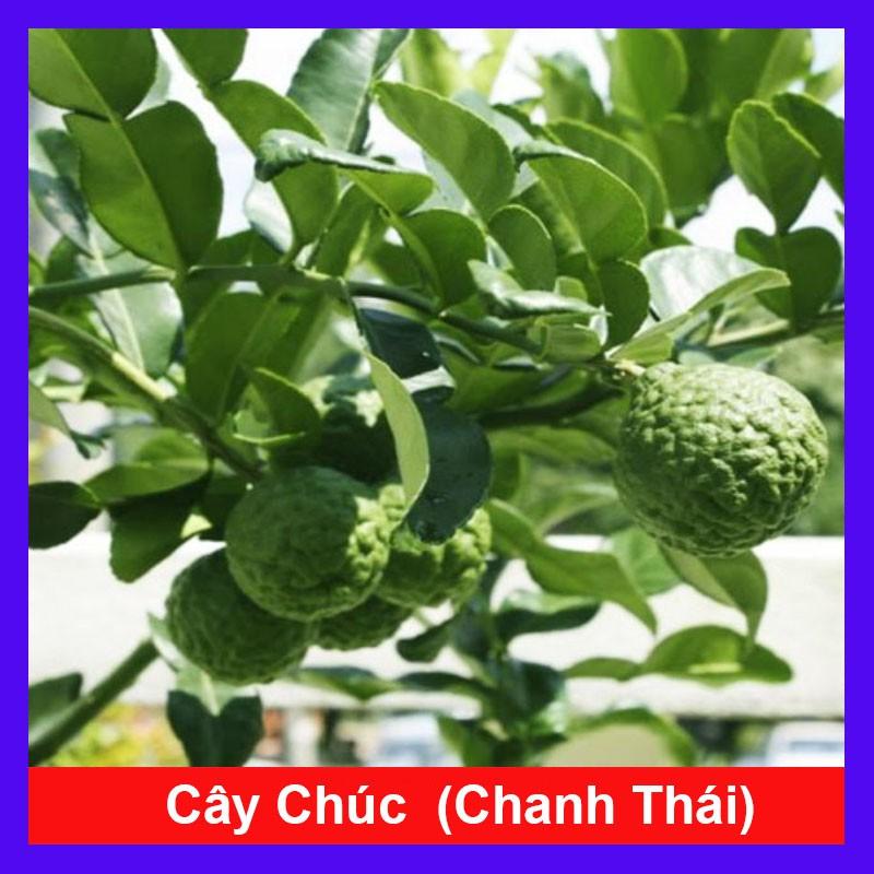 Cây Chúc ( chanh thái ) - Cây chanh ăn lá ( chanh hấp gà ) + Tặng phân bón cho cây