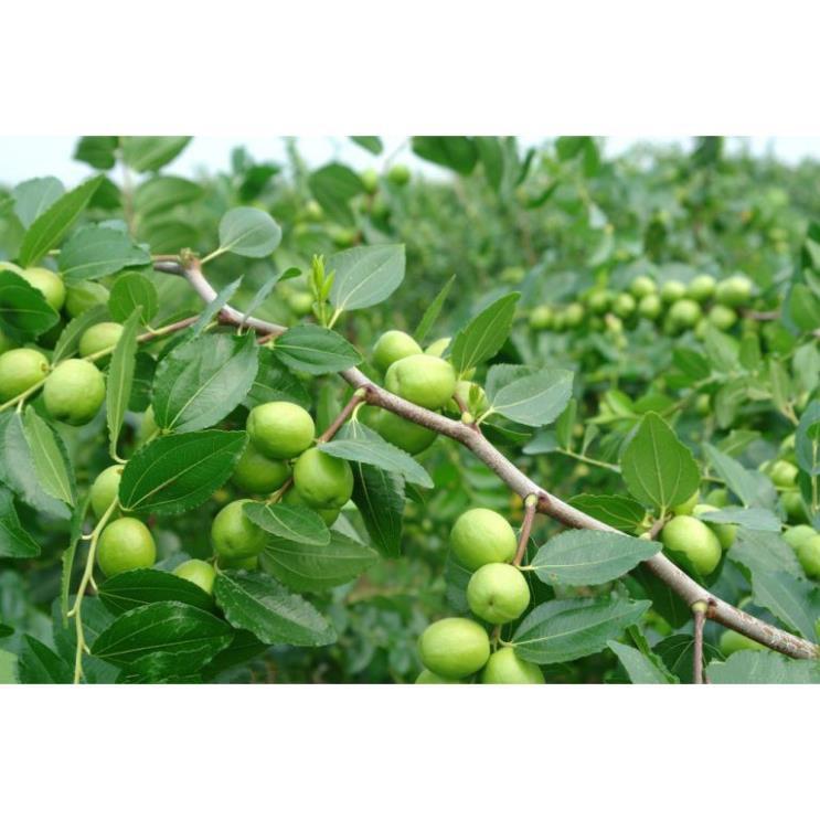 CÂY GIỐNG TÁO ĐẠI SIÊU NGON SIÊU QUẢ DÒNG QUẢ SỚM
