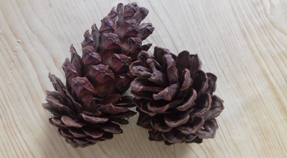 Trái thông Đà Lạt trang trí nhà cửa văn phòng làm đẹp không gian của bạn