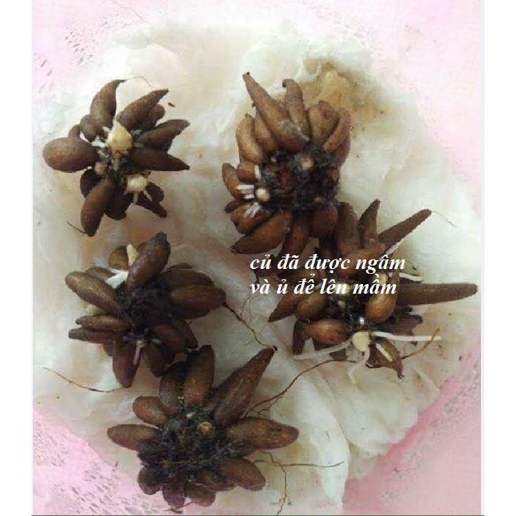 Bộ 6 Củ giống hoa mao lương mix màu