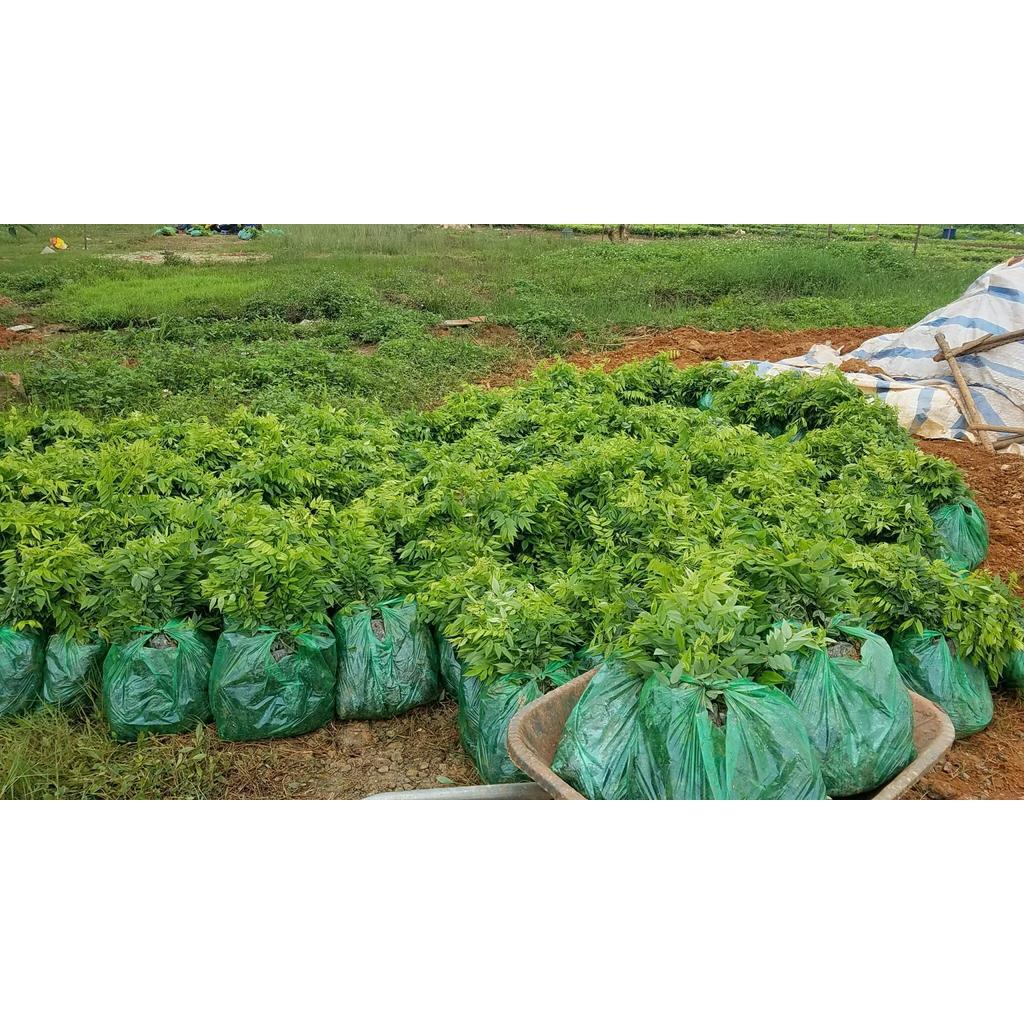 Combo 10 Cây Sưa Đỏ