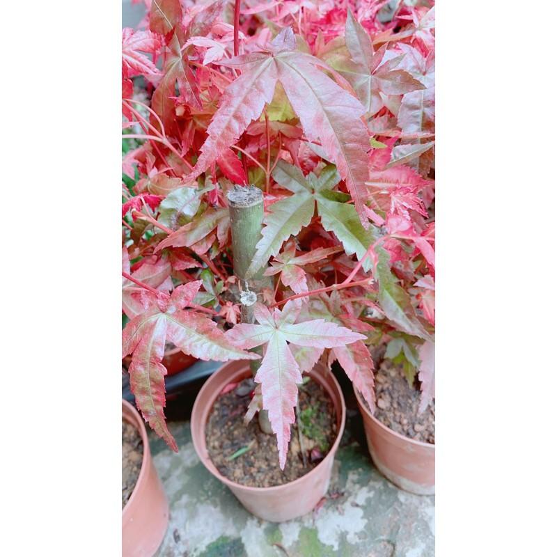 Phong Lá Đỏ Hàng Đẹp Giá Tốt