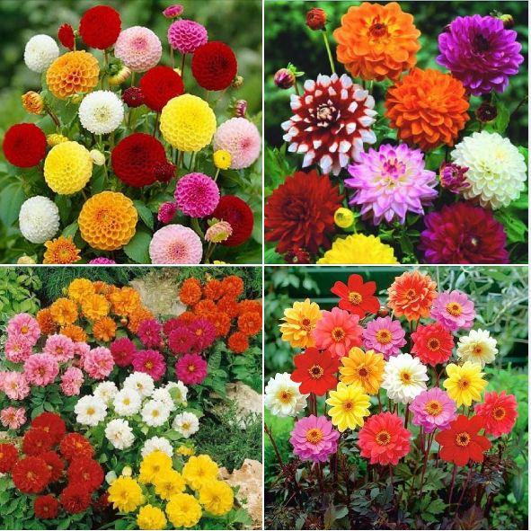 Combo 3 gói Hạt giống hoa thược dược mix màu-gói 50 hạt/tặng kèm gói phân bón lót