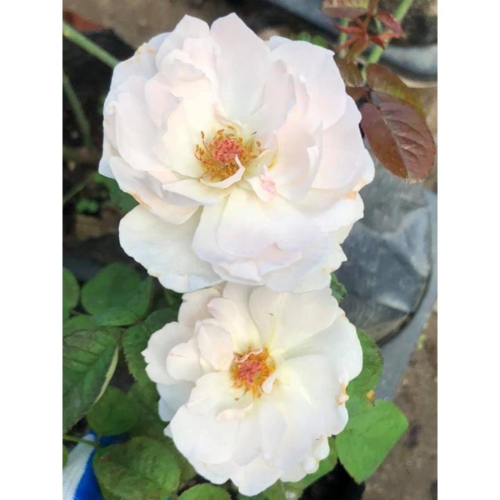 Hoa hồng ngoại SHARIFA ASMA- bầu to cây trưởng thành