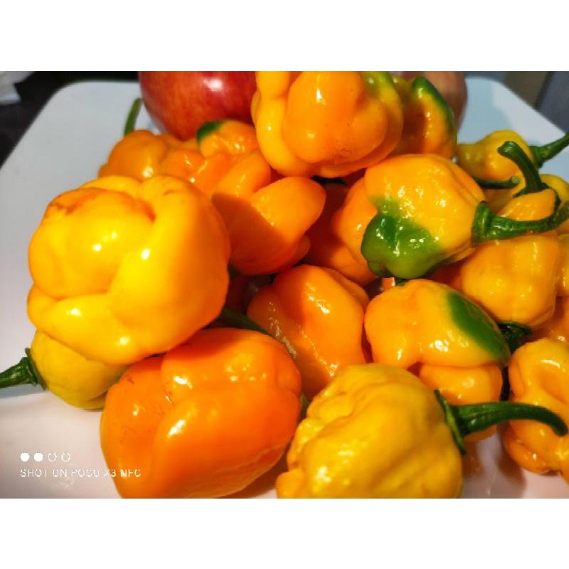 hạt ớt Moruga Scorpion Yellow