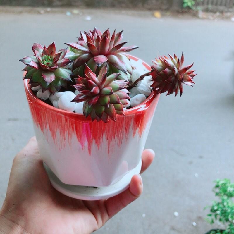 Chậu Sen Đá Phật Bà