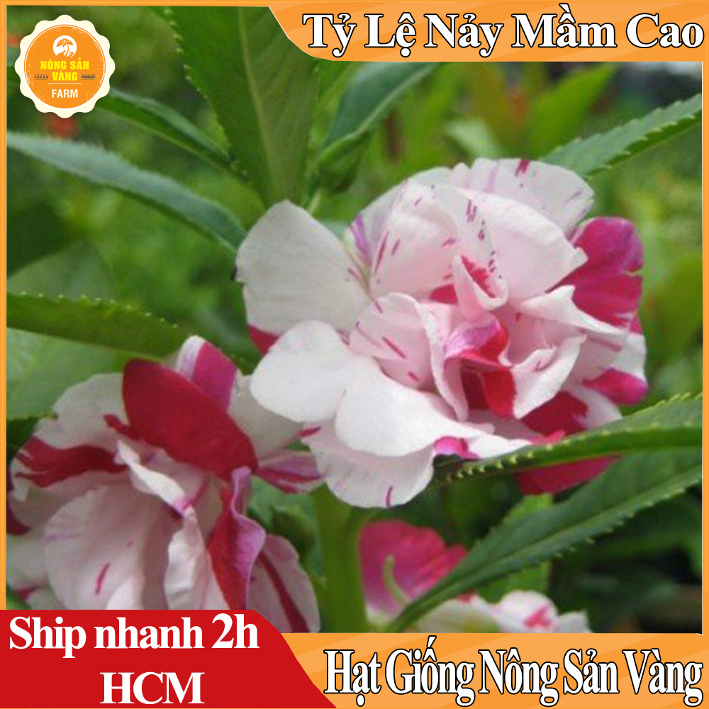 Hạt Giống Hoa Móng Tay Kép Mix Màu, Hoa Nở Lâu Tàn, Màu Sắc Rực Rỡ, Tươi Sáng - Nông Sản Vàng