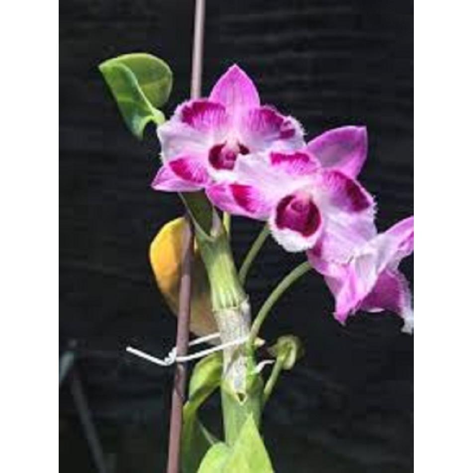 Sản Phẩm Hoa lan Hoàng Thảo Trầm 6 cánh