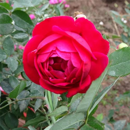 Hoa hồng Quế son nguyên bản đang nụ