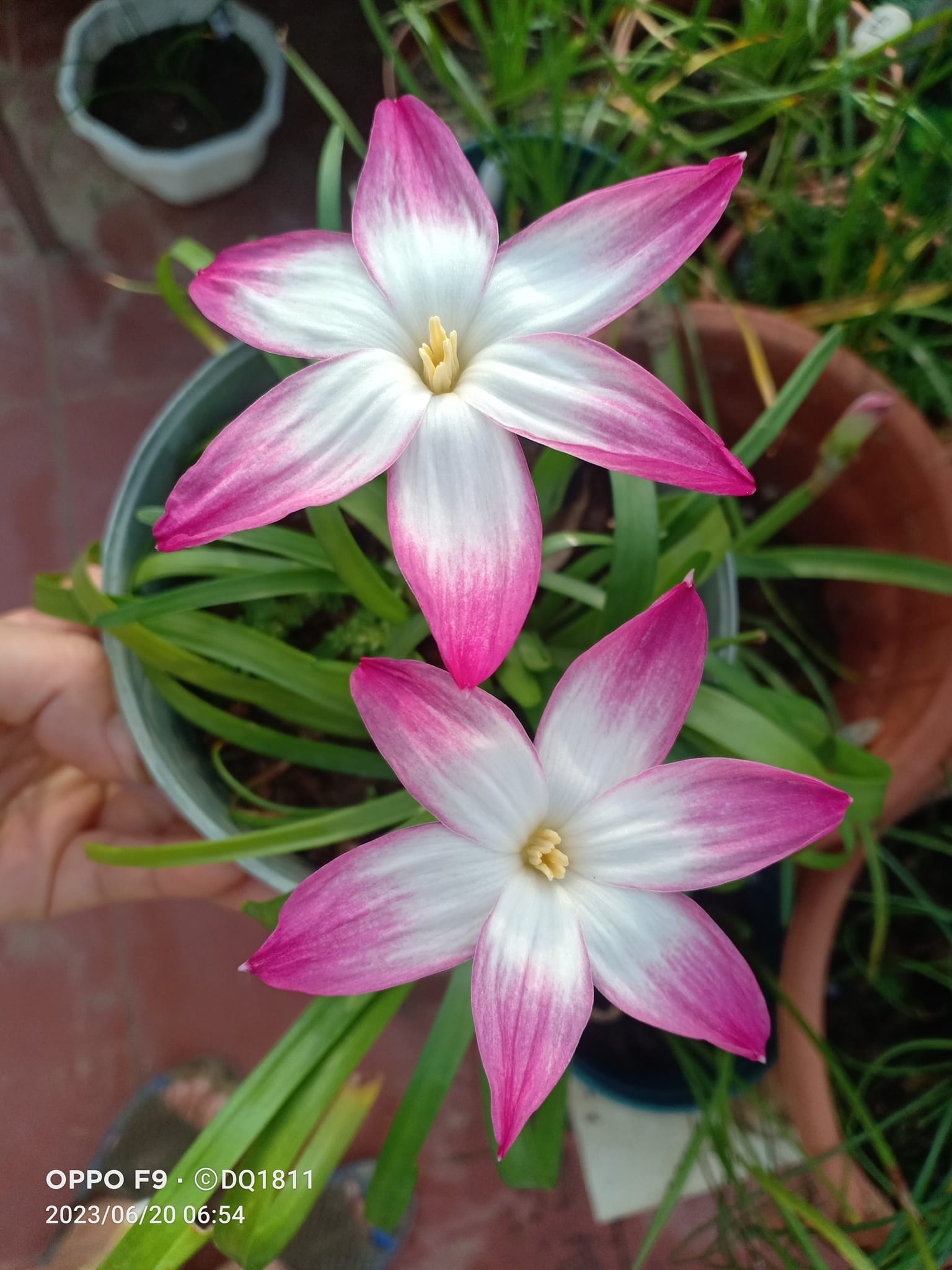 Củ huệ mưa Round