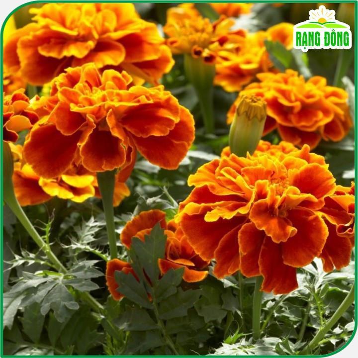 Hạt giống Hoa Cúc Vạn Thọ Pháp Ban Mai Rd 835 (0,1g~80 hạt) thân cao 30-35cm, thích hợp trồng chậu - Hạt giống Rạng Đông