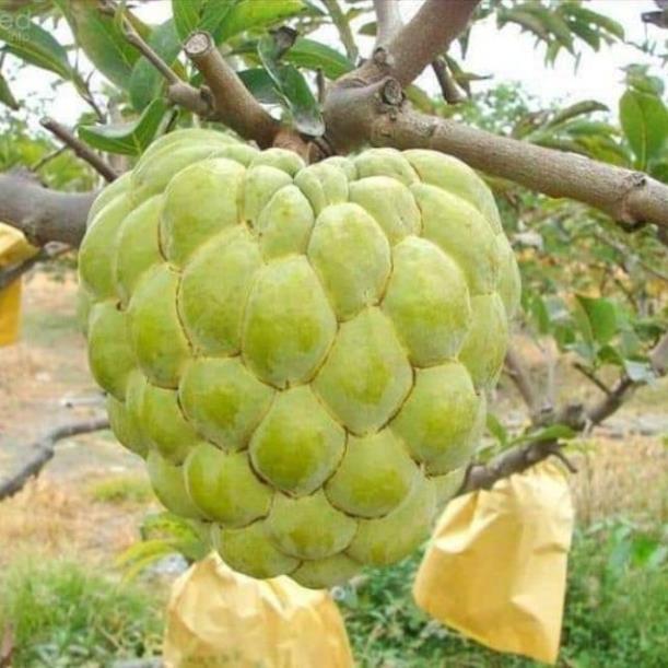 CÂY GIỐNG NA THÁI LAN SIÊU NGON, SIÊU KINH TẾ, CAM KẾT GIỐNG CHUẨN F1 + Tặng 01 cây dâu da đất