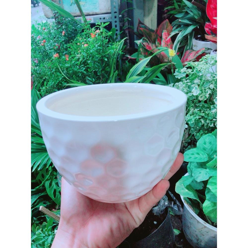 Cây Hồng Môn Kèm Chậu Sứ