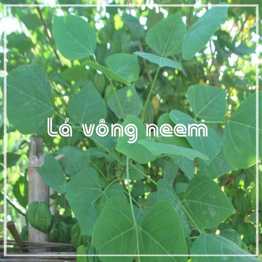 Lá Vông khô đóng gói 1kg