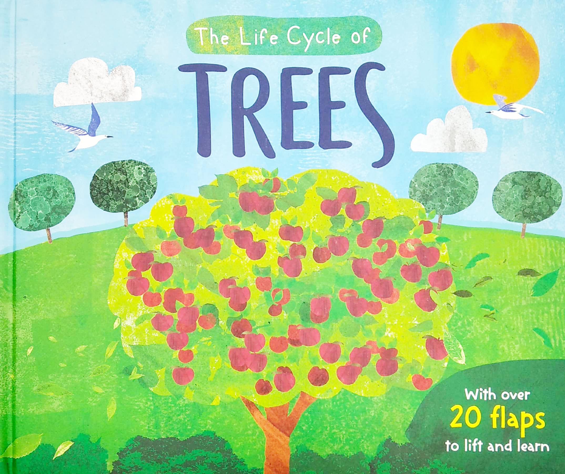 The Life Cycle Of Trees