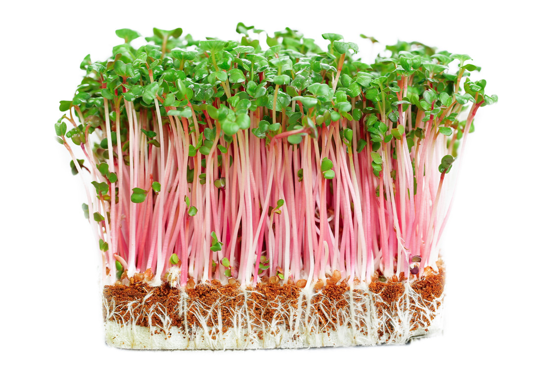 Bộ khay nhựa PP ươm rau mầm thủy canh 34x25x5