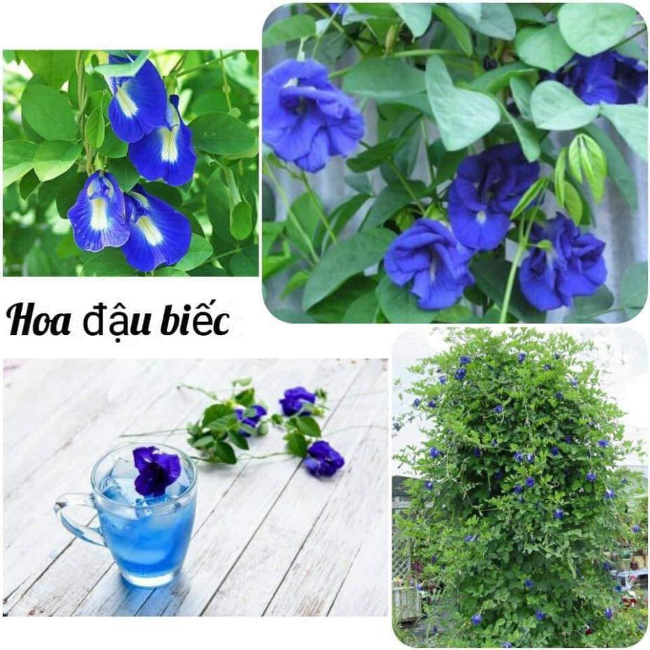 NGUYÊN CHẬU CÂY GIỐNG HOA ĐẬU BIẾC SIÊU ĐẸP SIÊU TỐT