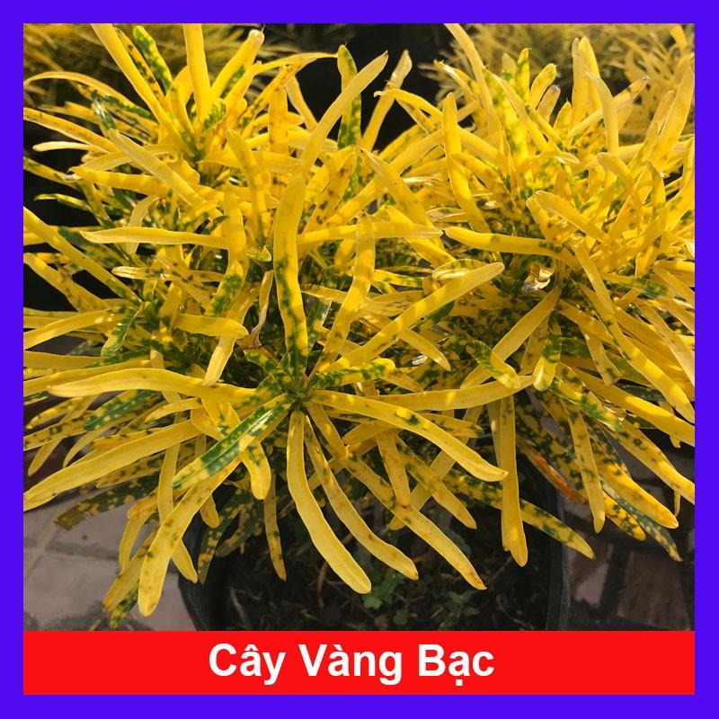 Cây vàng bạc + Tặng phân bón cho cây mau lớn