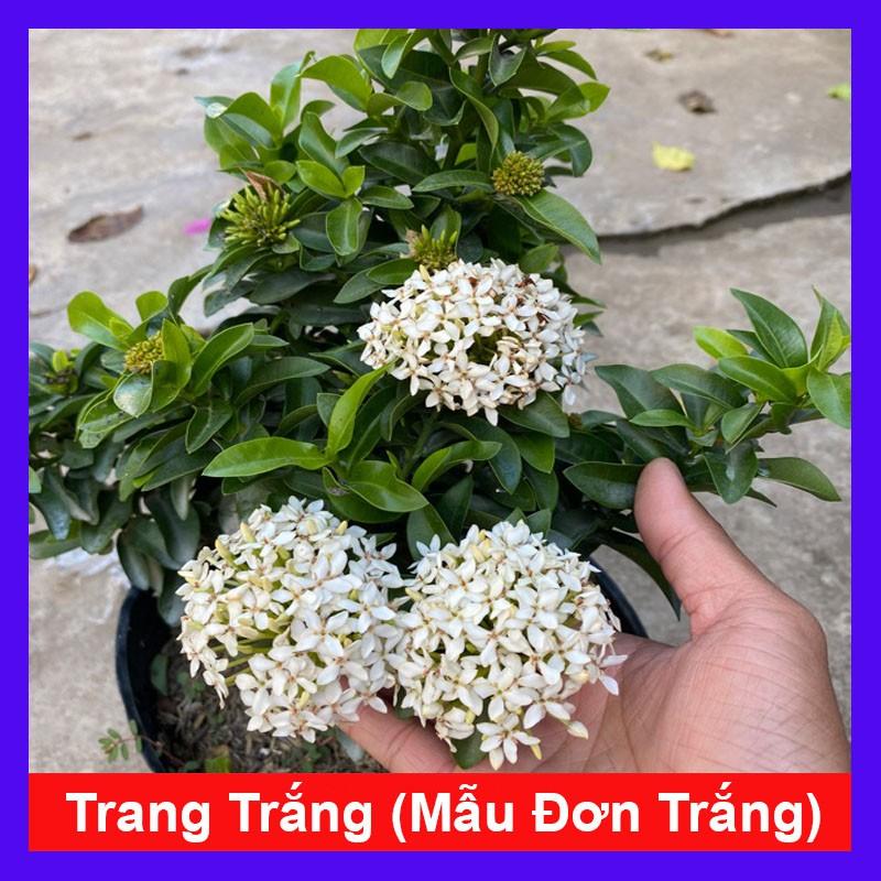 Cây Mẫu Đơn Trắng - Cây Bông Trang Trắng - cây cảnh vườn + Tặng phân bón cho cây mau lớn
