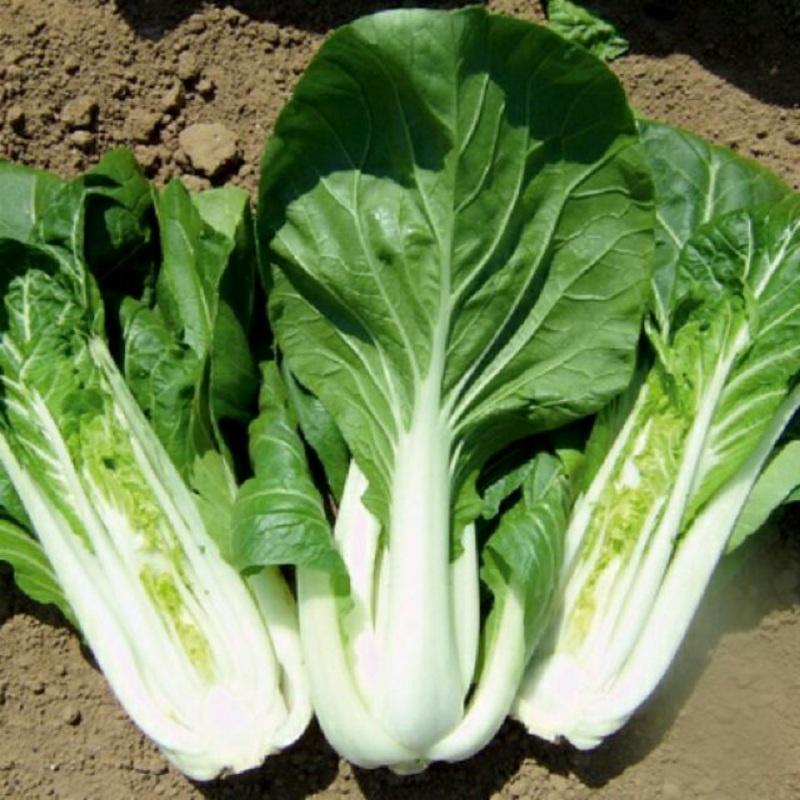 Hạt giống rau cải bẹ trắng - Gói 1kg