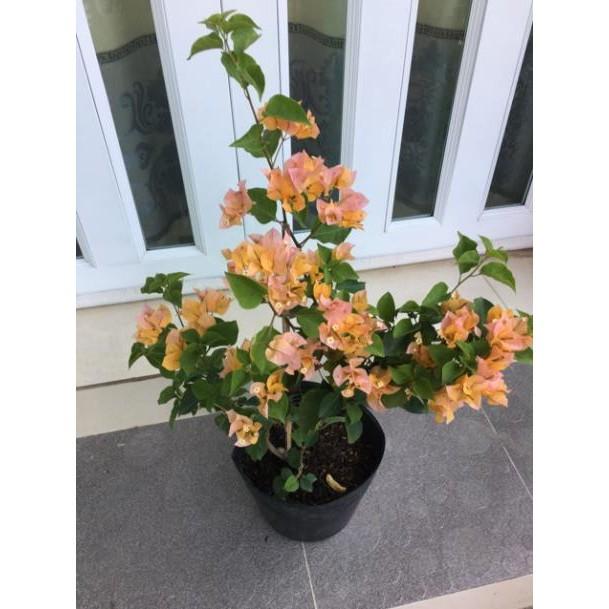 Hoa giấy vàng chanh siêu hoa