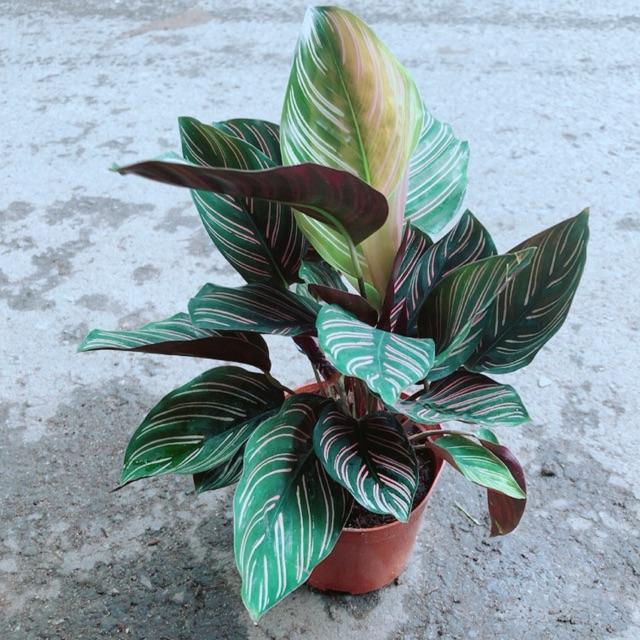 Đuôi Công Sọc Tím