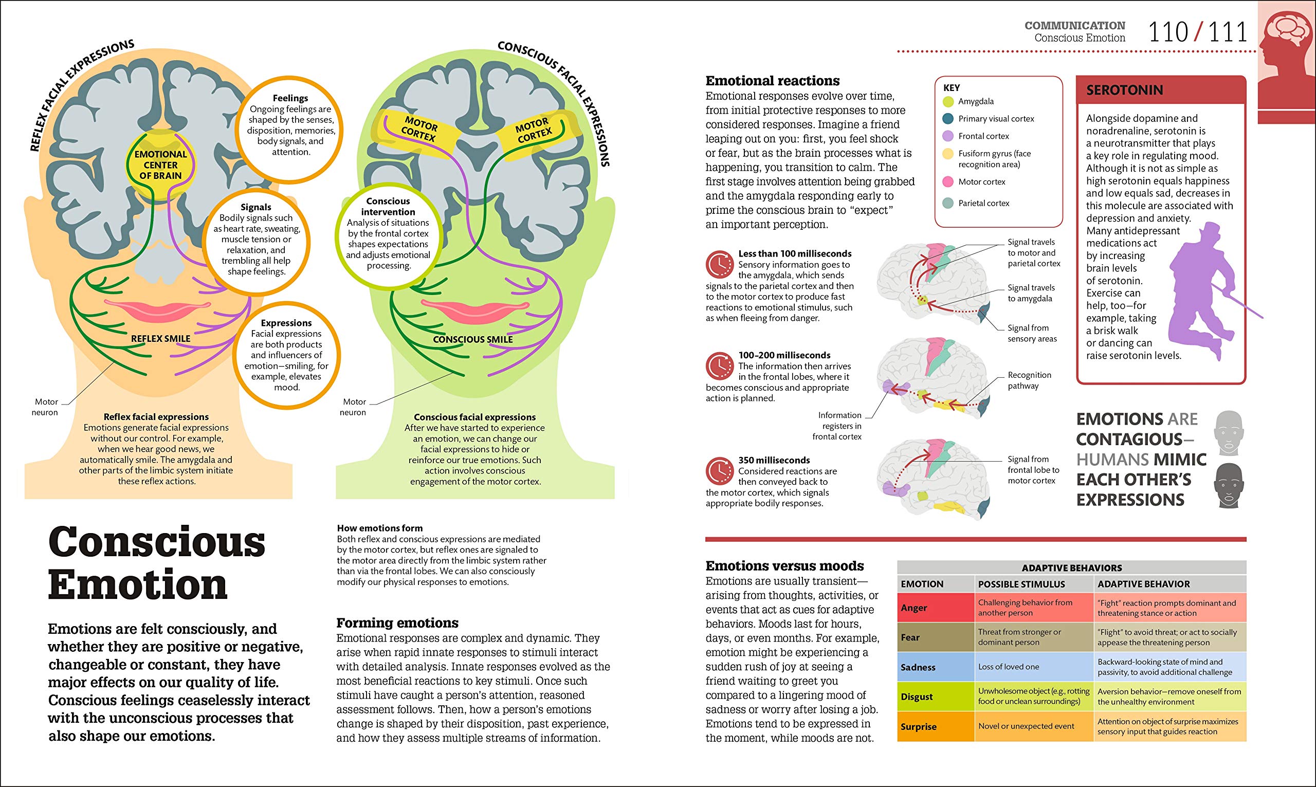 How The Brain Works: The Facts Visually Explained (How Things Work)