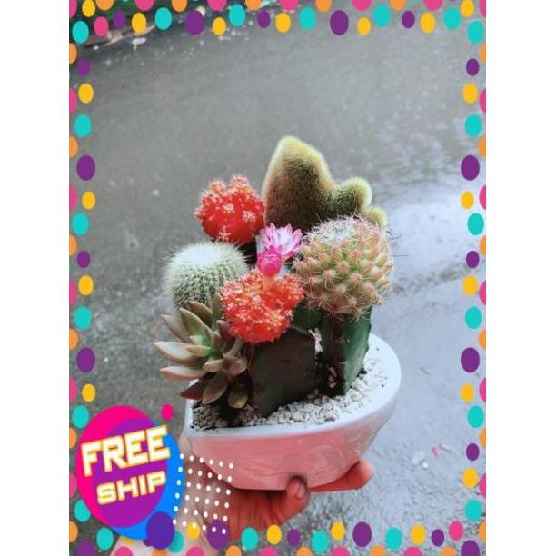 Chậu Xương Rồng Mix