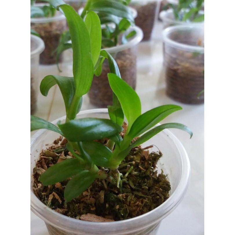 Cốc phi điệp 5 cánh HỒNG MẮT NGỌC - hàng CẤY MÔ - hoa TÙY DUYÊN - hoa siêu đẹp