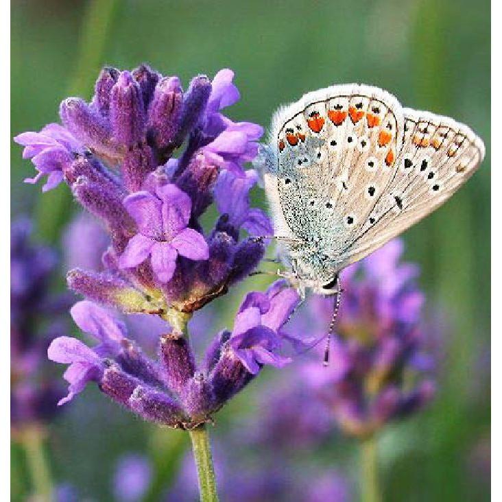 Combo 2 gói hạt giống đuổi con trùng