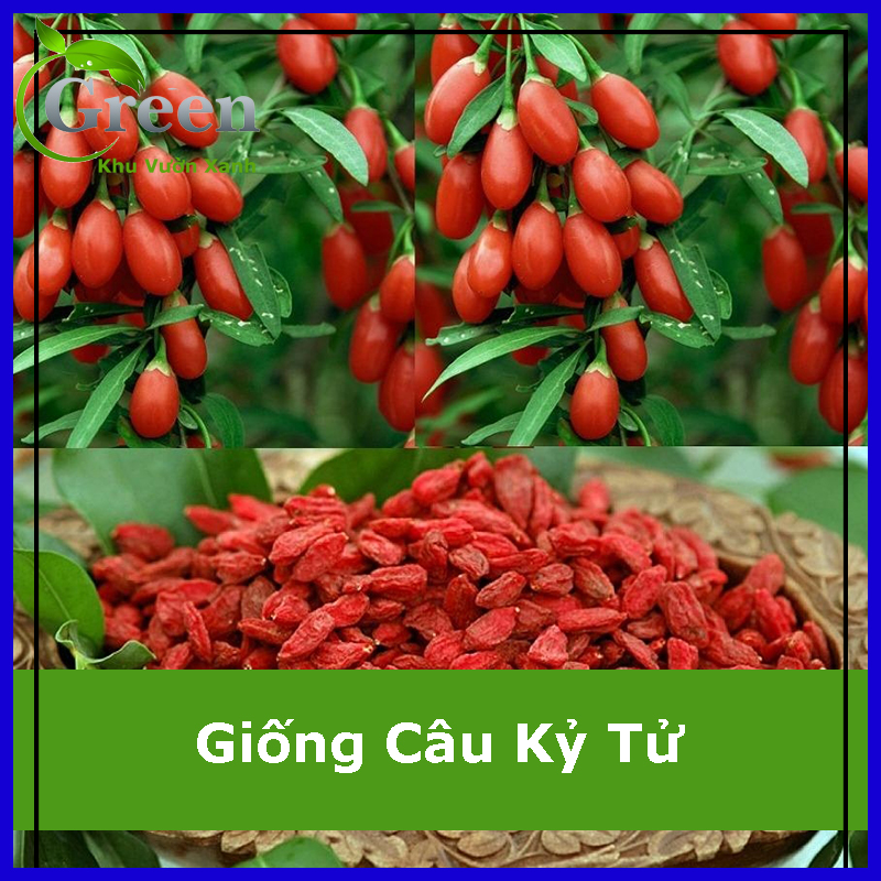 Hạt Giống Cây Câu Kỷ Tử