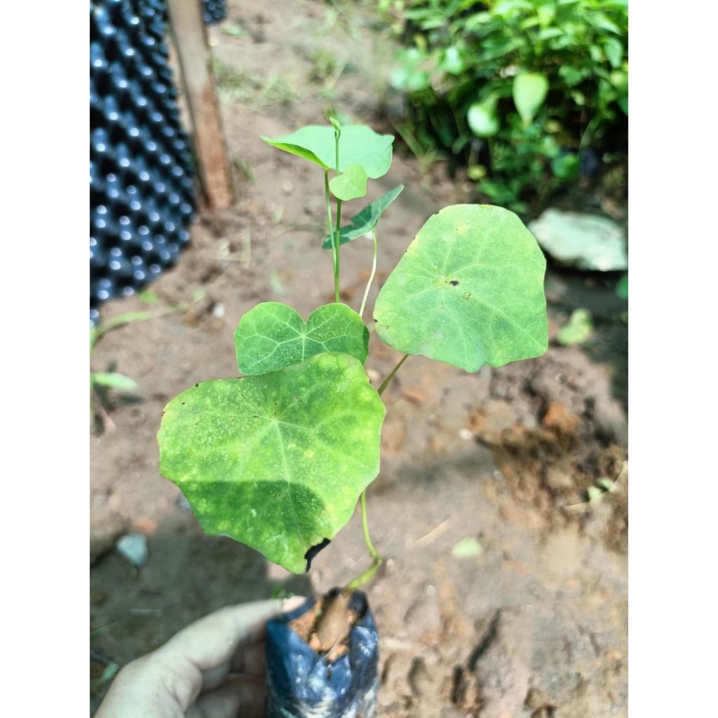 Cây giống bình vôi