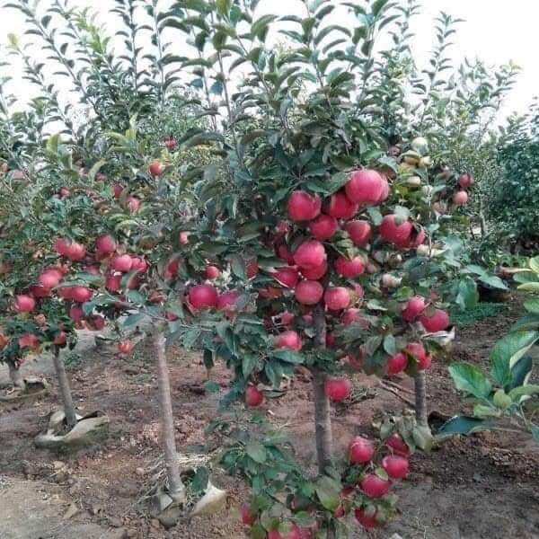 Cây giống táo đỏ lùn mỹ chuẩn cây f1 siêu trái tặng 2 cây chè xanh