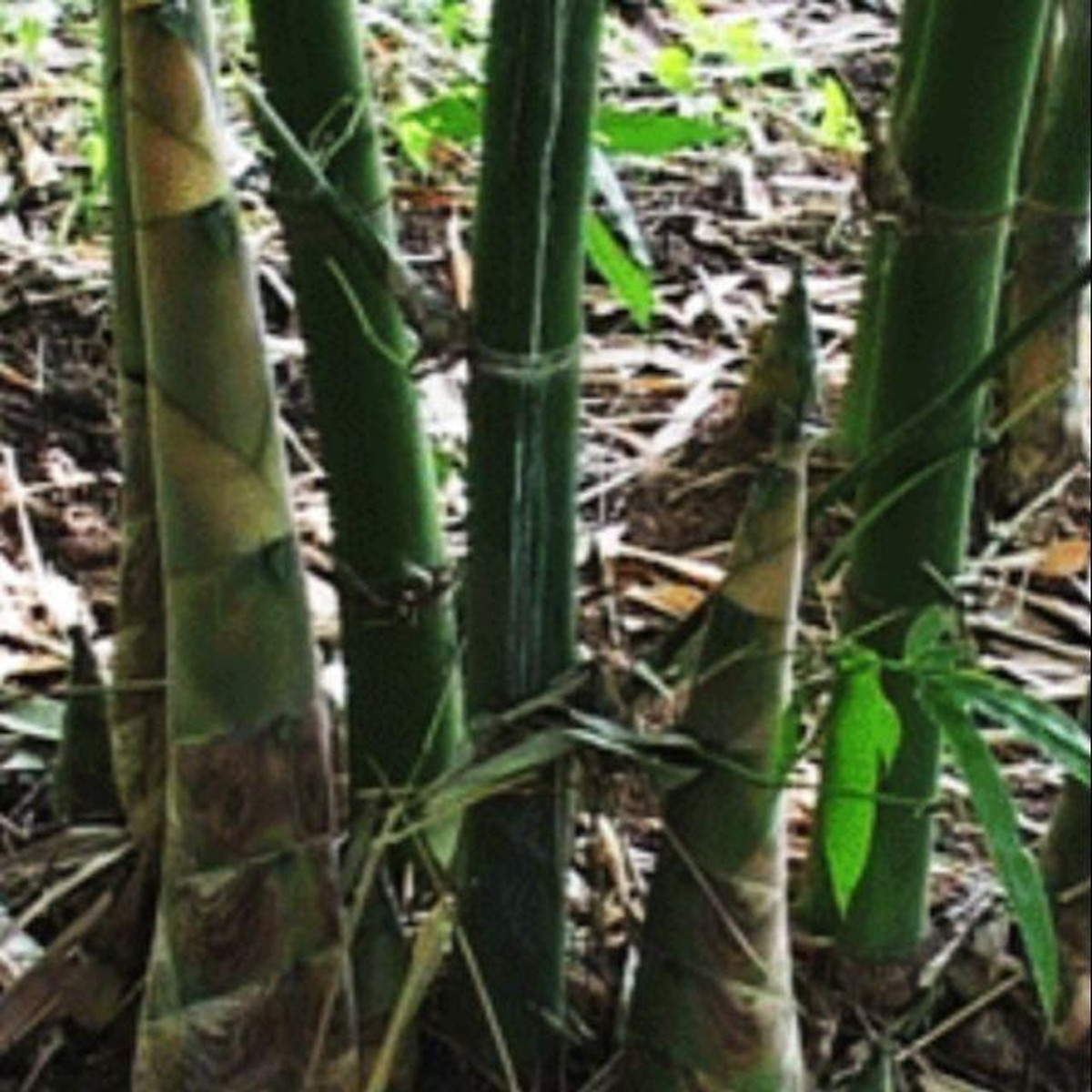 Cây Giống măng tre Bát Độ