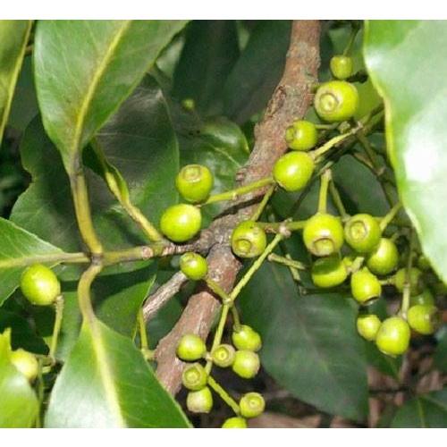 Cây giống vối nếp