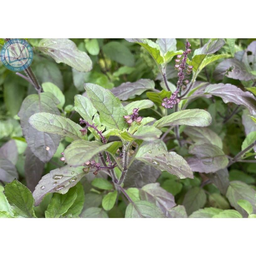 Hạt Giống Cây Hương Nhu Tía KNS3702 - Gói 0.2gram