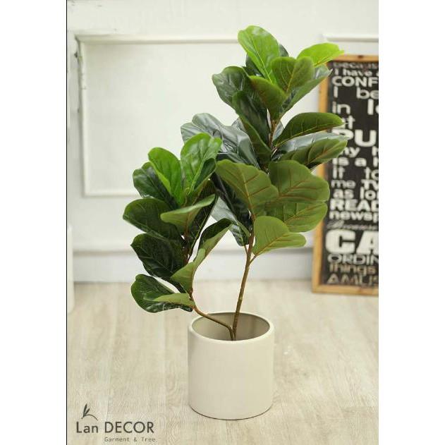 Cây giả - Cây bàng singapore 2 nhánh trang trí cao 90cm - LC2924