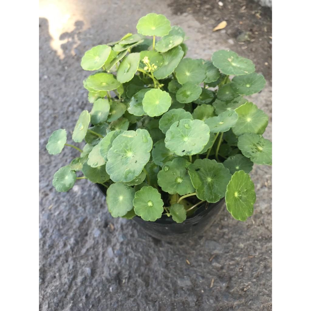 Cỏ Đồng Tiền - Cây cảnh để bàn