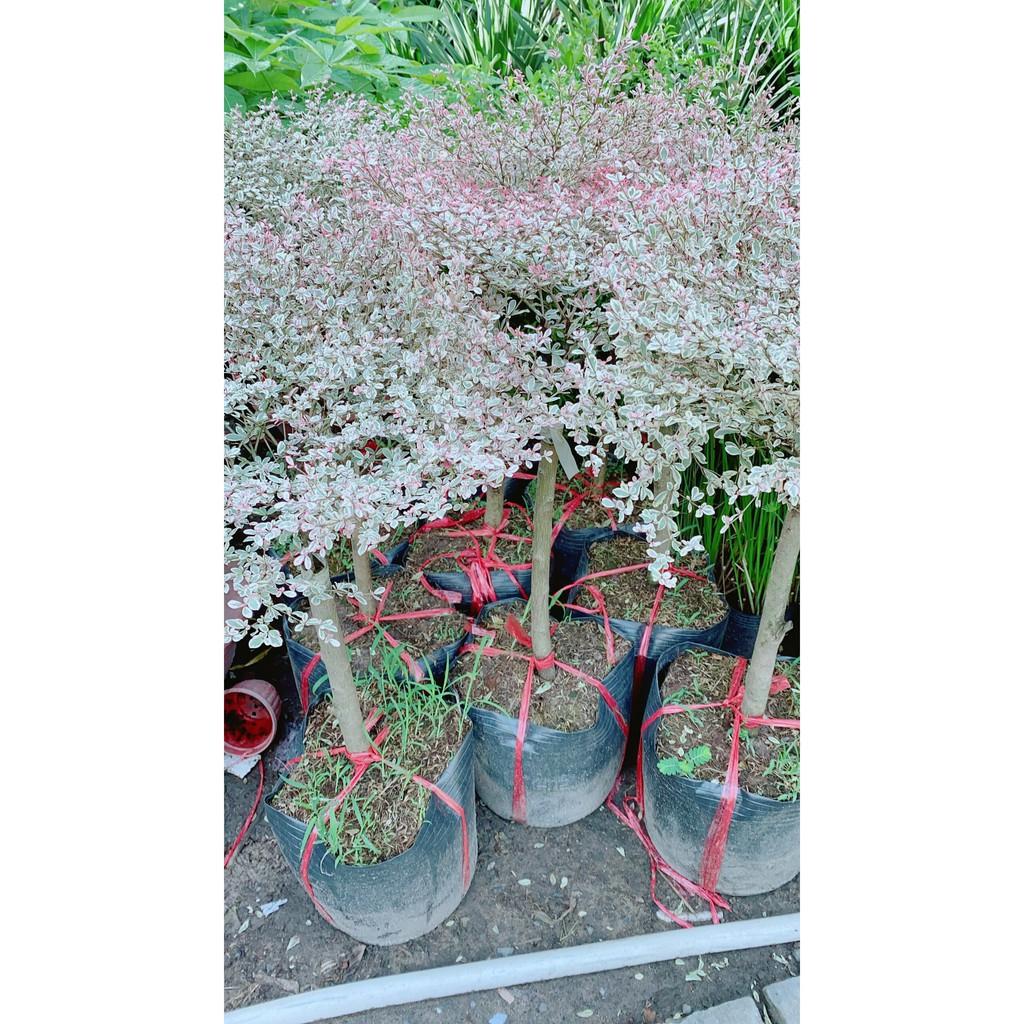 Cây Bàng Nhật Lá Cẩm Thạch