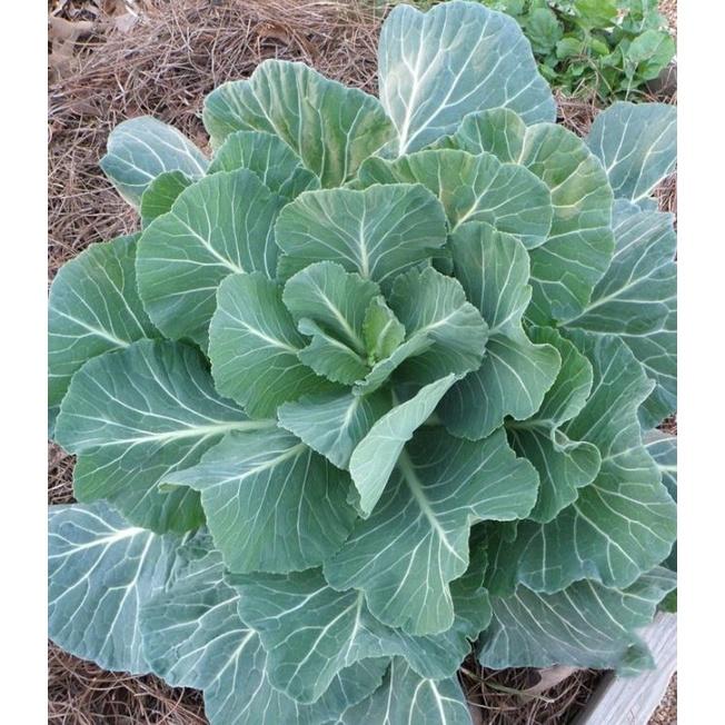 Hạt giống rau cải làn - 1 gói 5gram