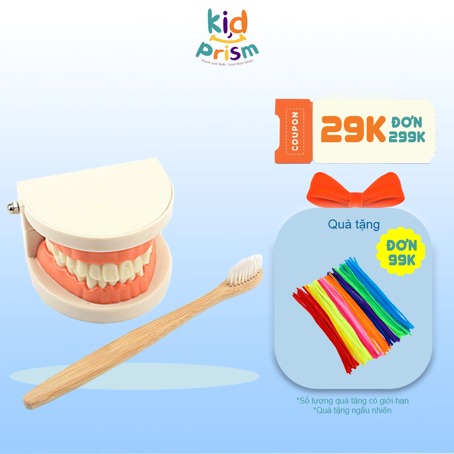 Giáo cụ Montessori - Răng kiểu mẫu chất liệu nhựa an toàn giúp bé phát triển kỹ năng thực hành cuộc sống