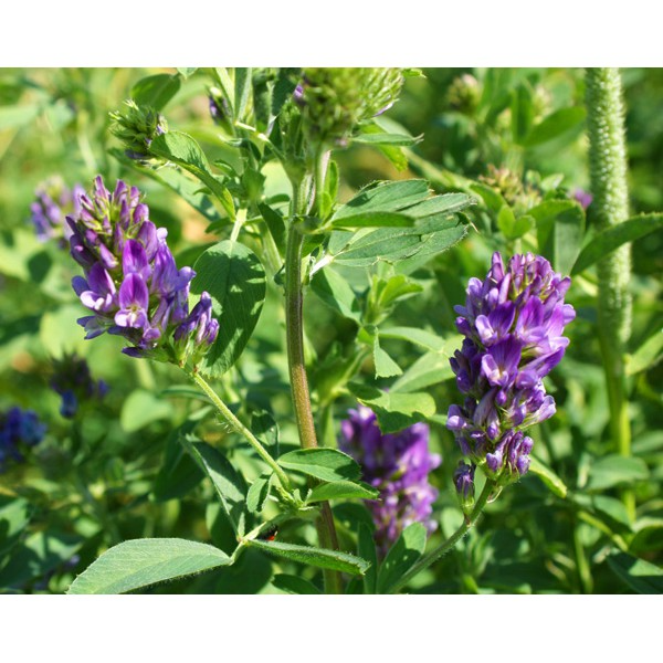 Hạt cỏ chăn nuôi ALFALFA Linh Lăng - Cỏ Họ Đậu - Hạt giống Cỏ Chăn Nuôi Trâu,bò,lợn,gà,cá.