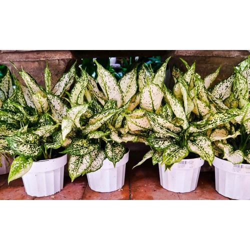 CHẬU CÂY NGỌC NGÂN