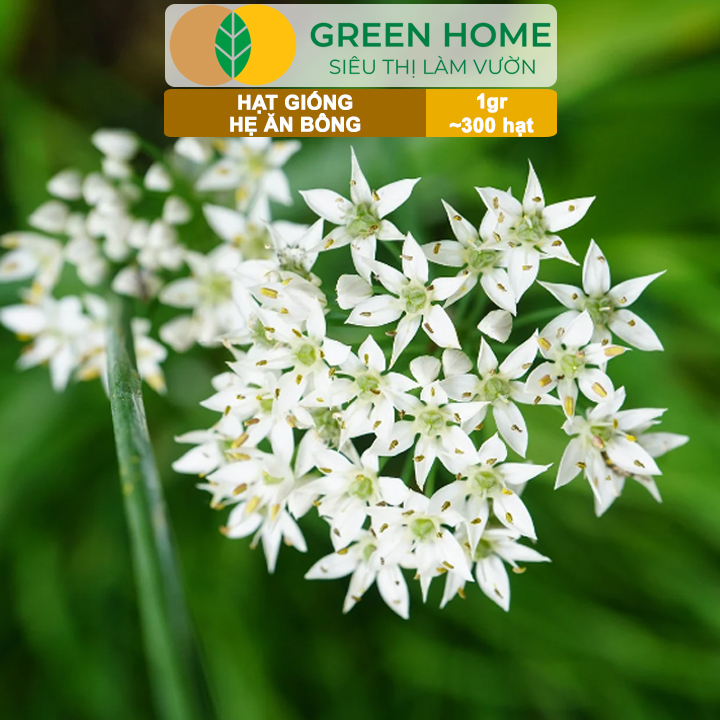 Hạt Giống Hẹ Ăn Bông GreenHome, Gói 1g~300 hạt, Nảy Mầm Đều, Giàu Dinh Dưỡng, Dễ Trồng Quanh Năm G20