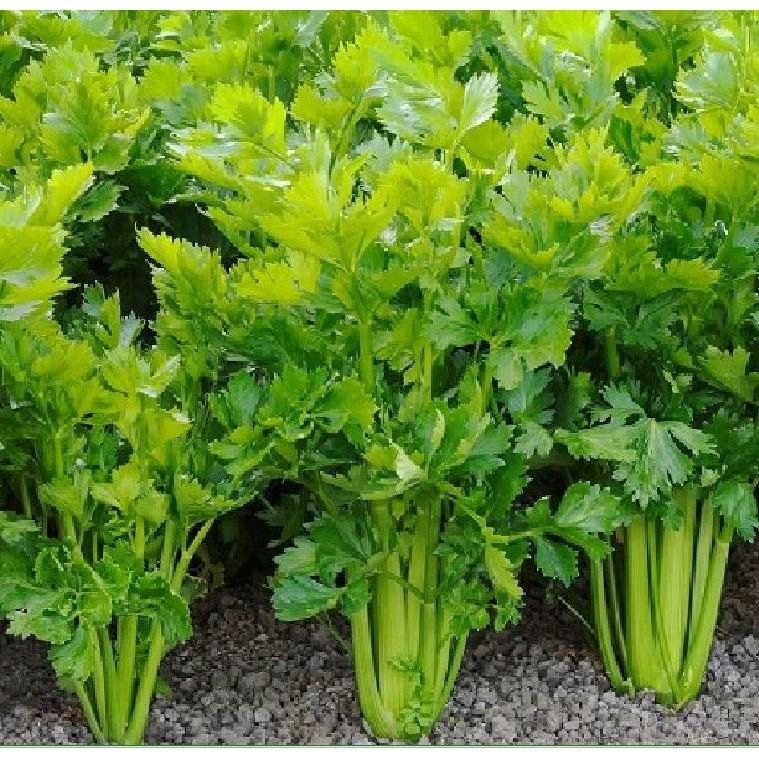 Hạt Giống Rau Cần Tây Chịu Nhiệt F1 - 2gr/gói