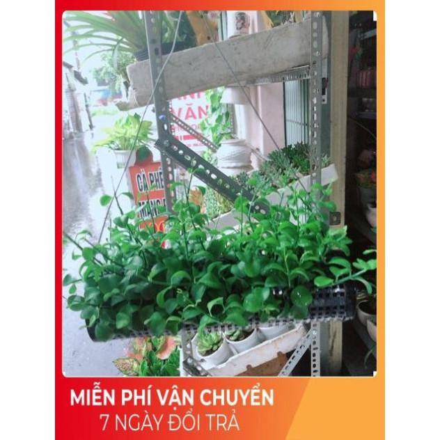 Chậu Đô La
