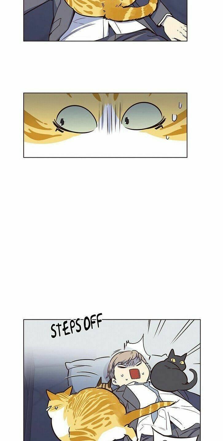 biến thân thành mèo chapter 8 25