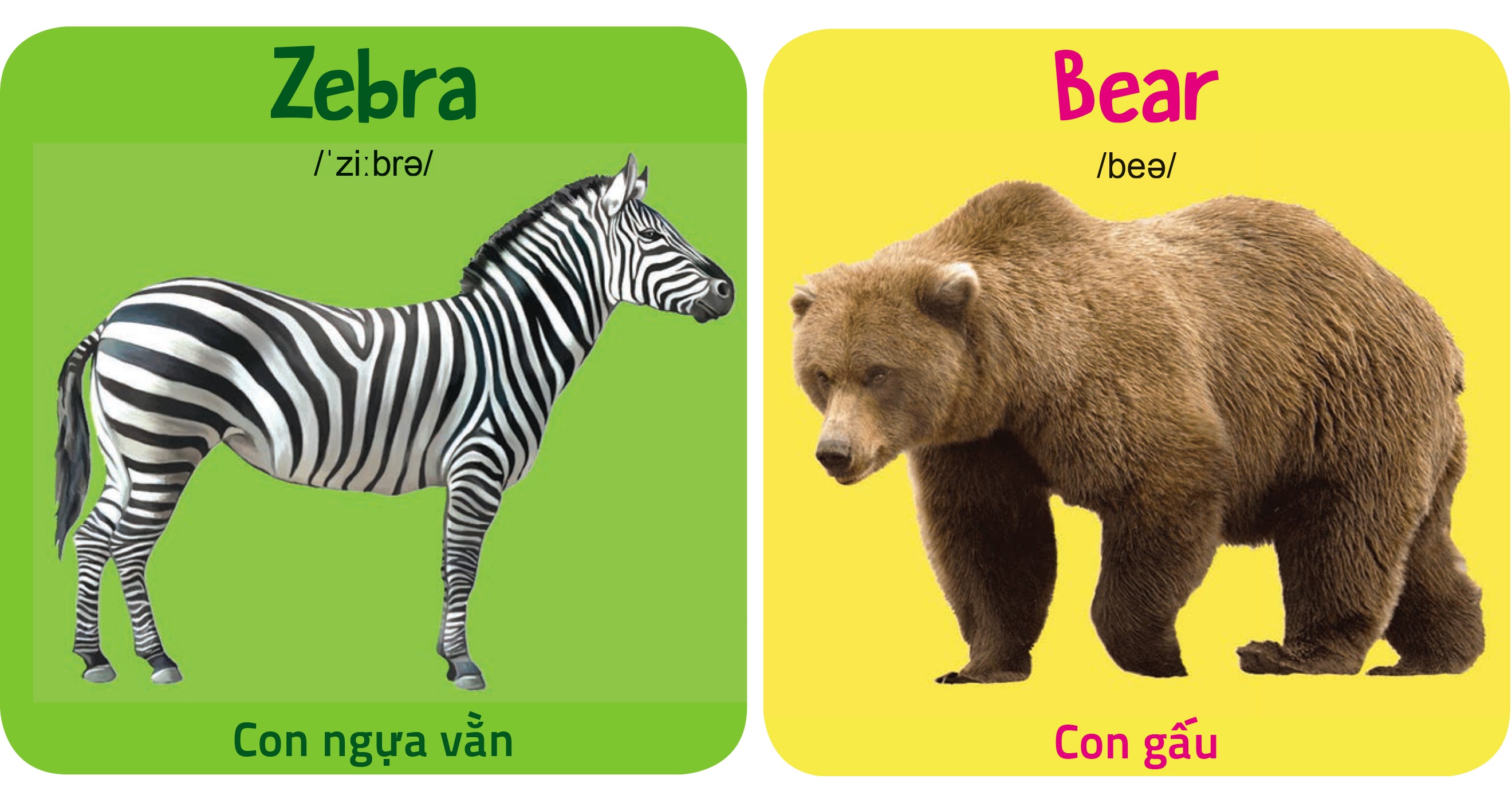 Bộ Sách - My First Picture Book 1 - Song Ngữ Anh Việt - Bìa Cứng 10 Chủ Đề Kèm File Nghe