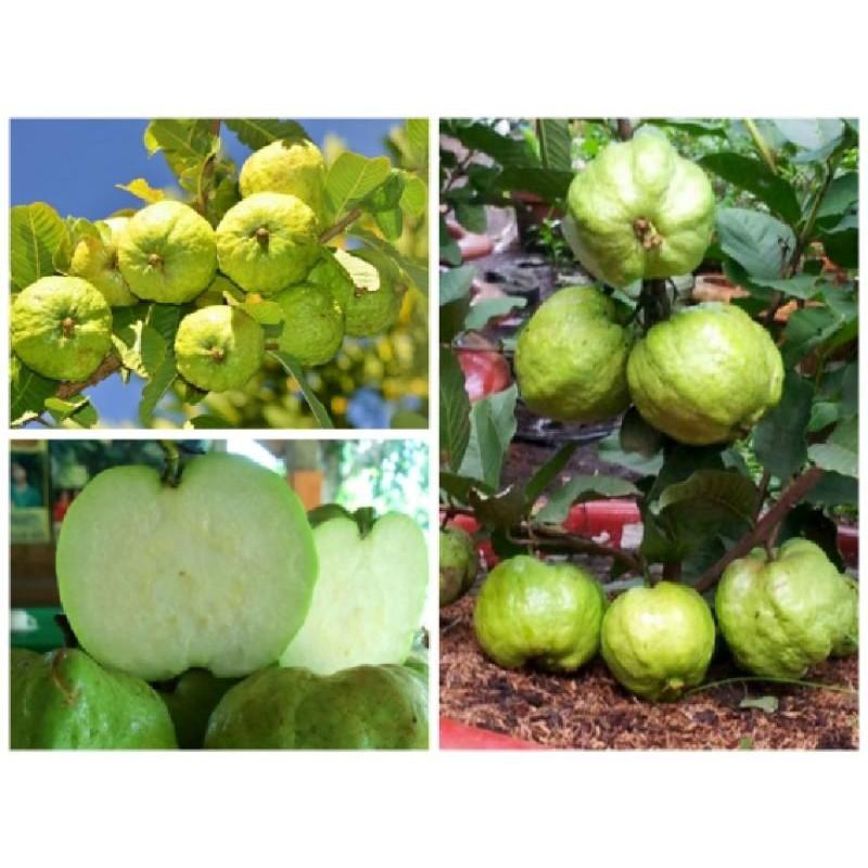 Cây giống ổi nữ hoàng