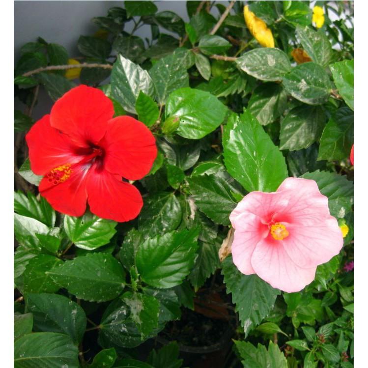 Hạt giống hoa râm bụt lùn Thái Mix màu - gói 10 hạt